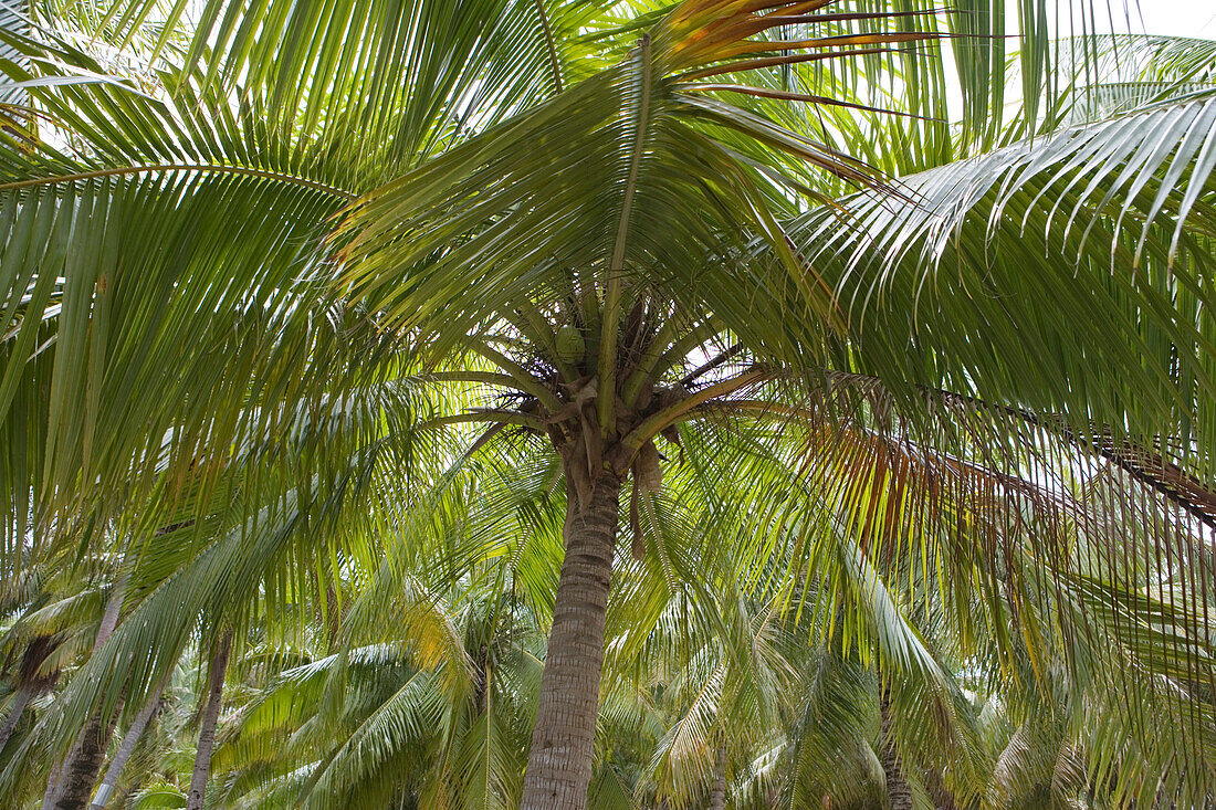 Palme mit Kokosnüssen, Fakarava, Tuamotu Inseln, Französisch Polynesien, Südsee