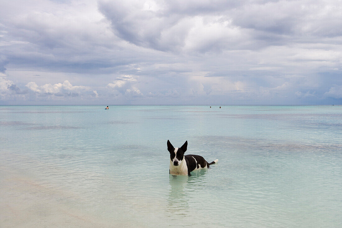 Dog cooling off in Fakarava Lagoon, Fakarava, The Tuamotus, French Polynesia
