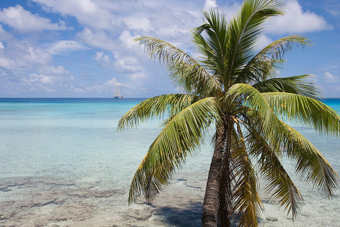 Coconut tree with sailing Cruiseship Star Flyer (Star Clippers Cruises) in the distance, Rangiroa Atoll, Avatoru, Rangiroa, The Tuamotus, French Polynesia