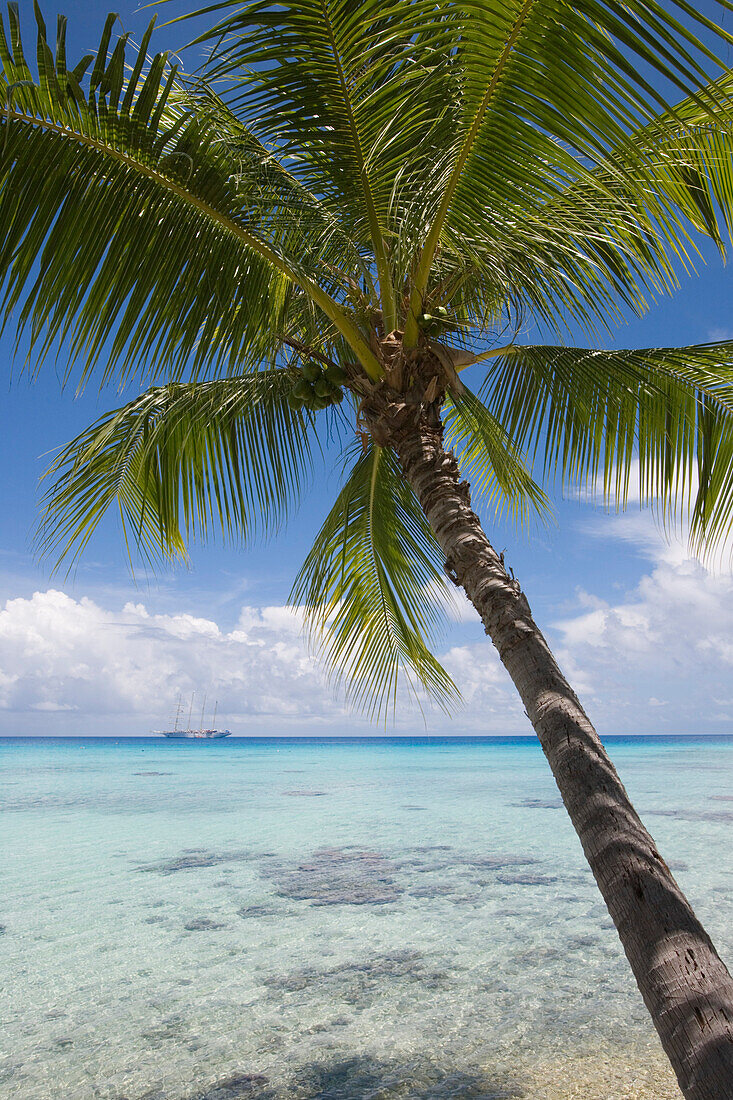 Coconut tree and Sailing Cruiseship Star Flyer (Star Clippers Cruises) in Rangiroa Atoll, Avatoru, Rangiroa, The Tuamotus, French Polynesia