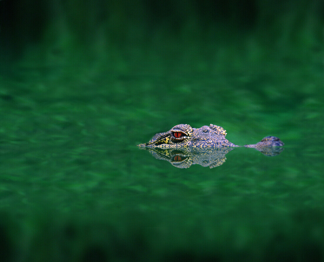 Lauerndes Krokodil, Everglades, Florida, USA