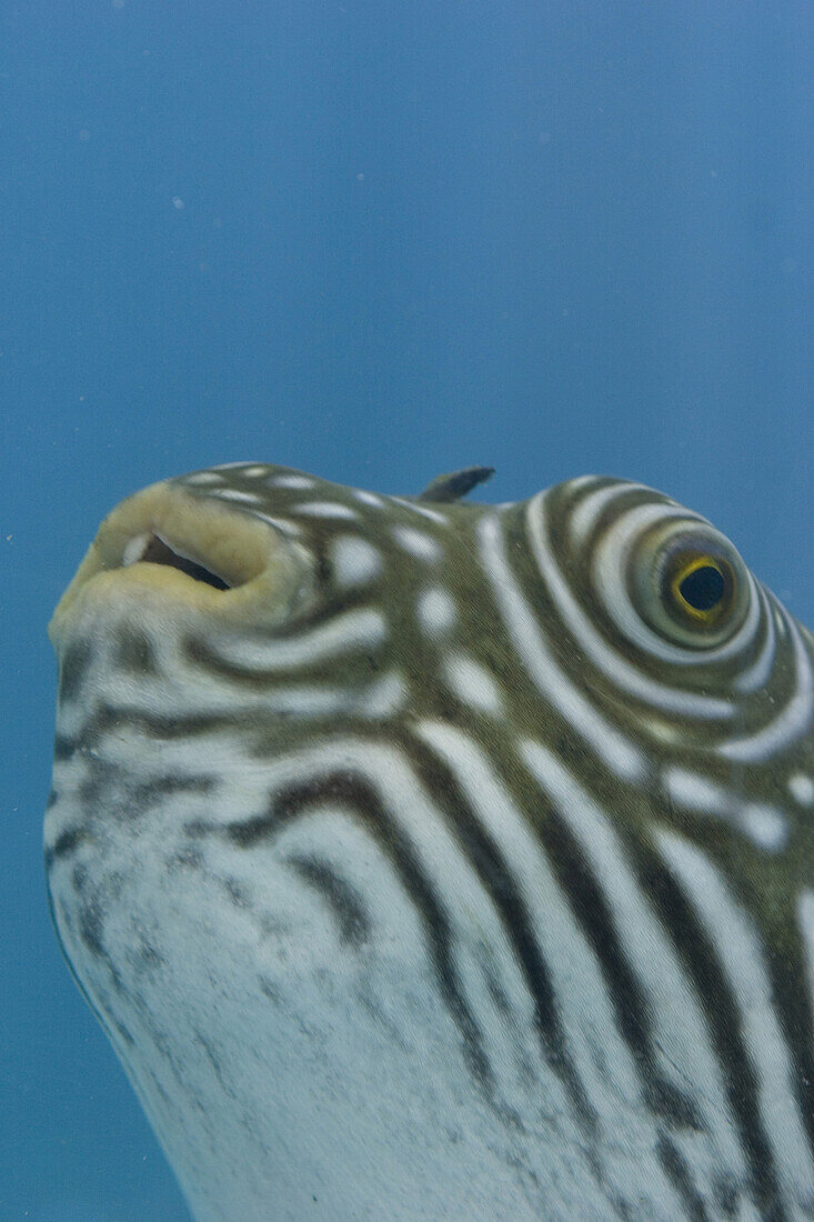 Ein Kugelfisch im Aquarium Reef HQ, Townsville, Queensland, Australien