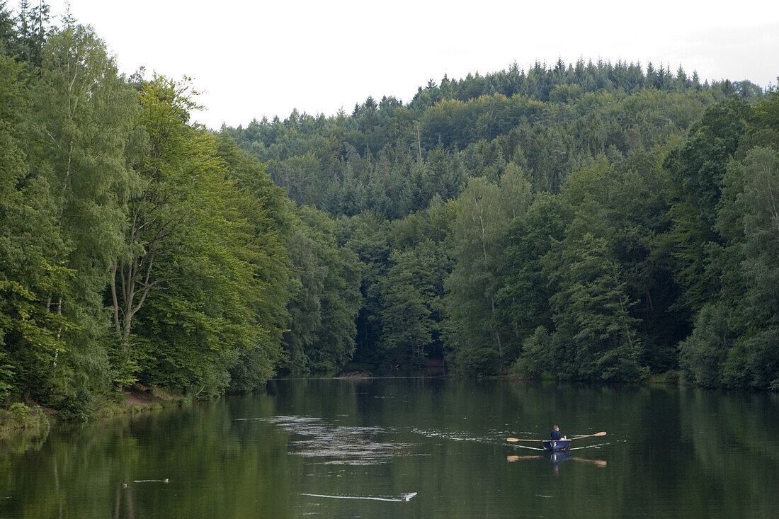 Rowing boat on a lake amidst trees, Eiswoog, Rhineland Palatinate, Germany, Europe