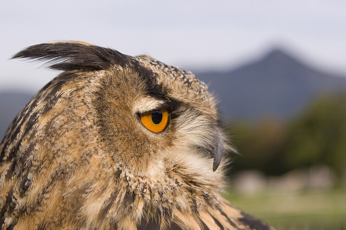 Close-up of an eagle owl at Falkenhof Brauneck, Lenggries, Bavaria, Germany, Europe