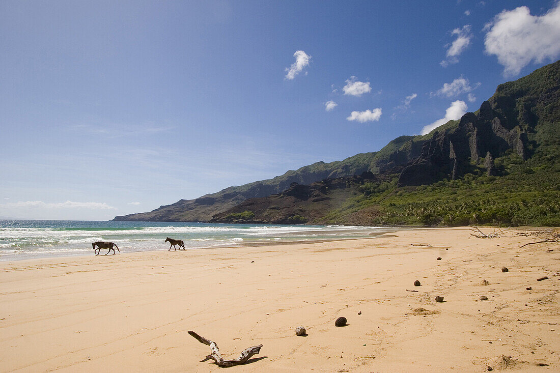 HAA’ATUATUA, einsamer Strand mit zwei Wildpferden im Sonnenlicht, Nuku Hiva, Marquesas, Polynesien, Ozeanien