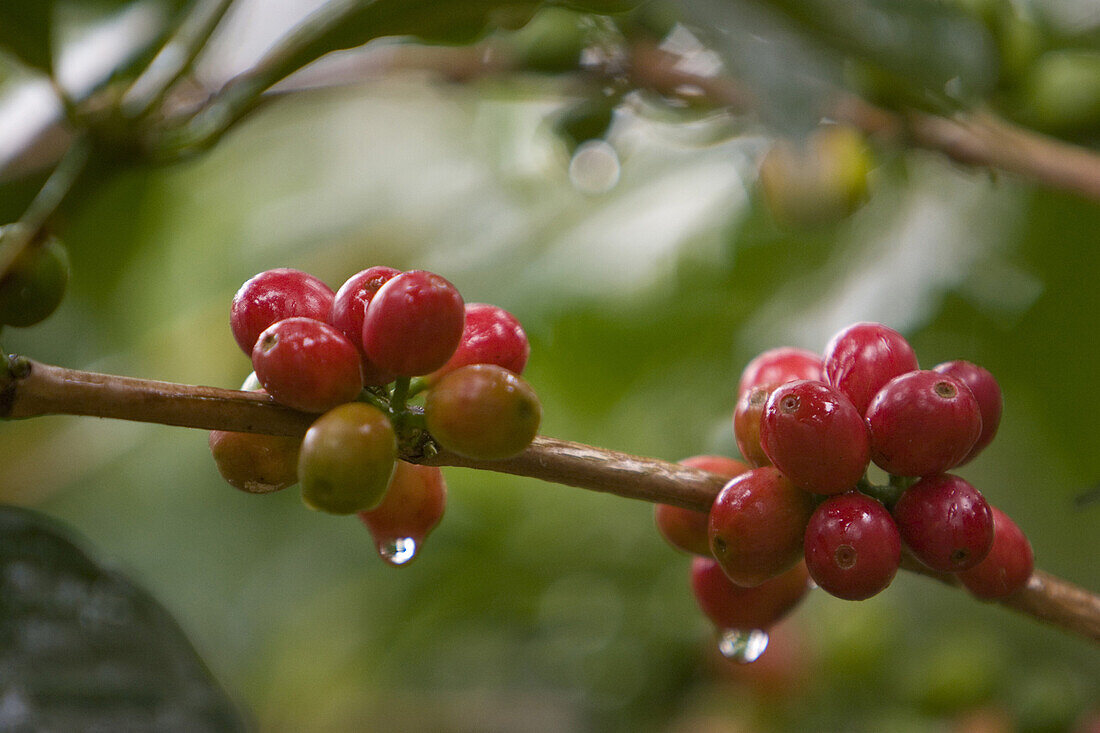 Nahaufnahme von Kaffeebohnen auf einer Kaffeeplantage, Langila, Hochland, Papua Neuguinea, Ozeanien