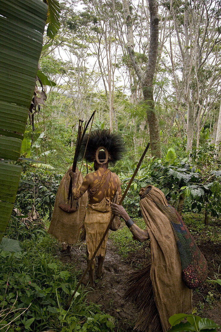 People walking over coffee plantation, Langila, Highlands, Papua New Guinea, Oceania