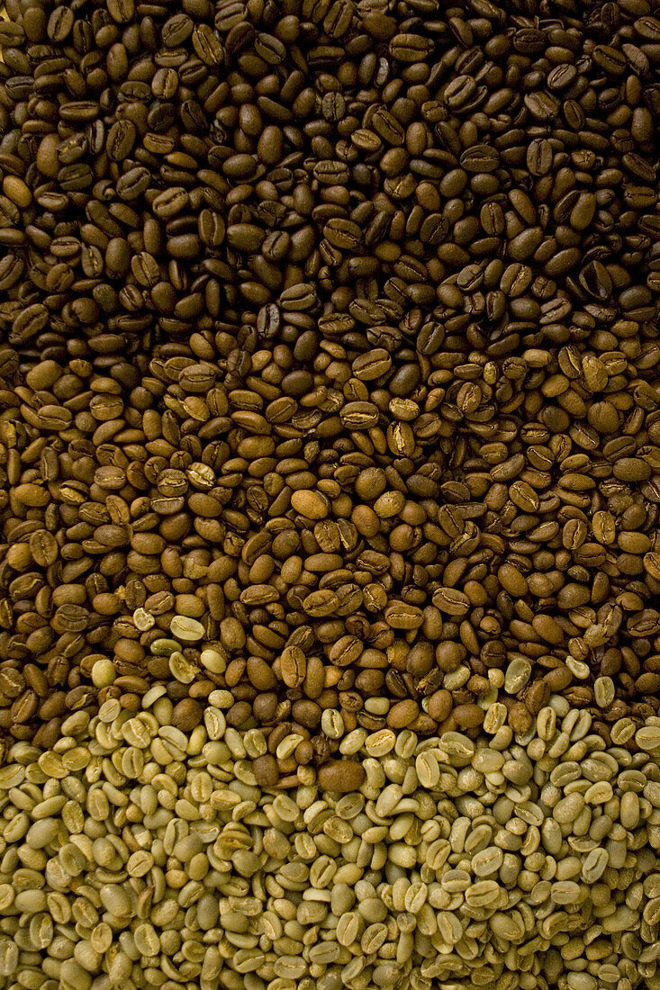 View at coffee beans at different roasting stages, Coffee plantation, Langila, Highlands, Papua New Guinea, Oceania