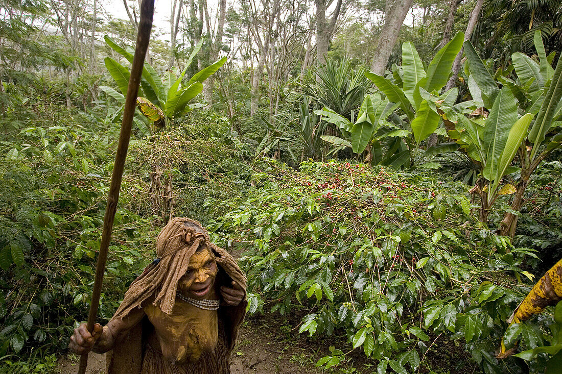 Woman in front of coffee bushes, Coffee plantation, Langila, Highlands, Papua New Guinea, Oceania