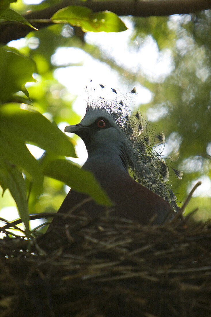 Krontaube in einem Nest, Papua Neuguinea, Ozeanien