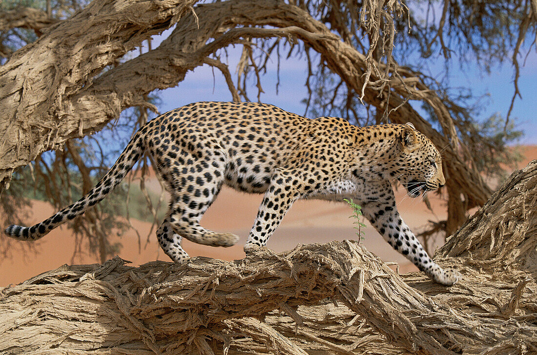 Leopard (Panthera pardus). Namibia