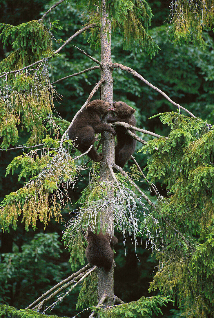 Brown Bear (Ursus arctos)