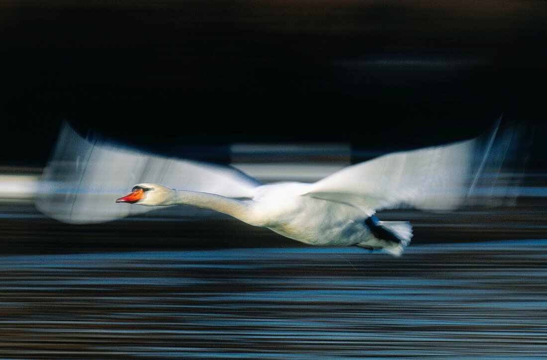 Mute Swan (Cygnus olor). Germany