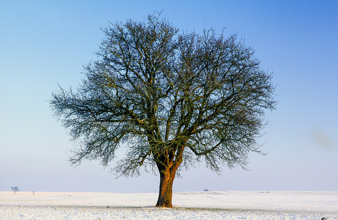 Pear tree in winter, Bavaria, Germany