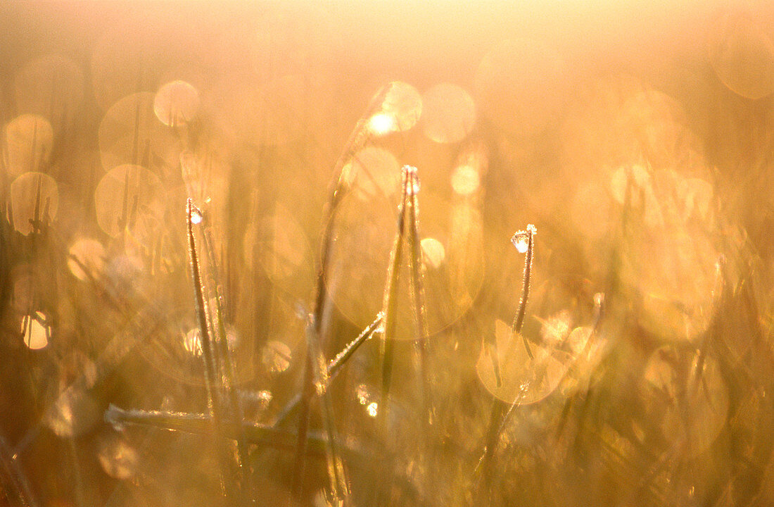 Grass with dew drops. Germany