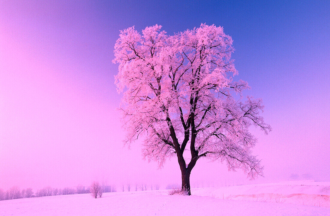 Linden (Tilia sp.) in winter. Germany