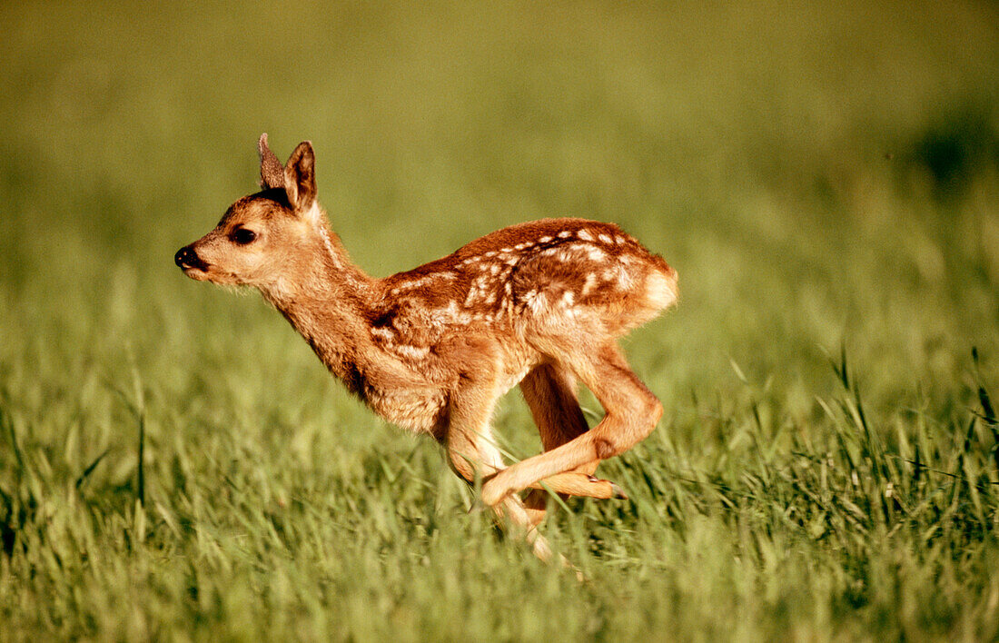 Roe deer fawn (Capreolus capreolus). Bavaria. Germany