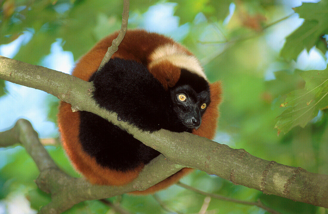 Red ruffed lemur (Varecia variegata rubra)