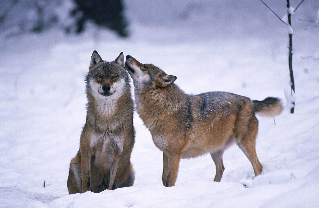 Wolf (Canis lupus)