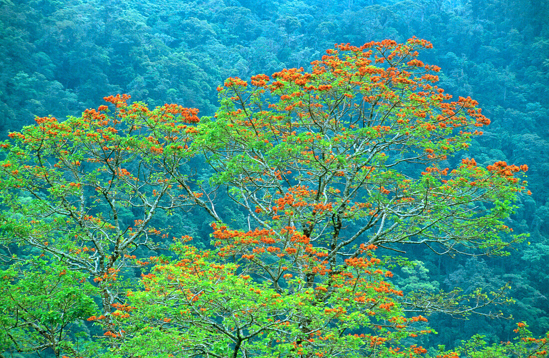 Braulio Carrillo National Park. Costa Rica