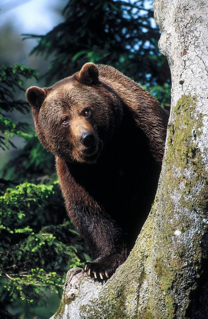 Brown Bear (Ursus arctos)