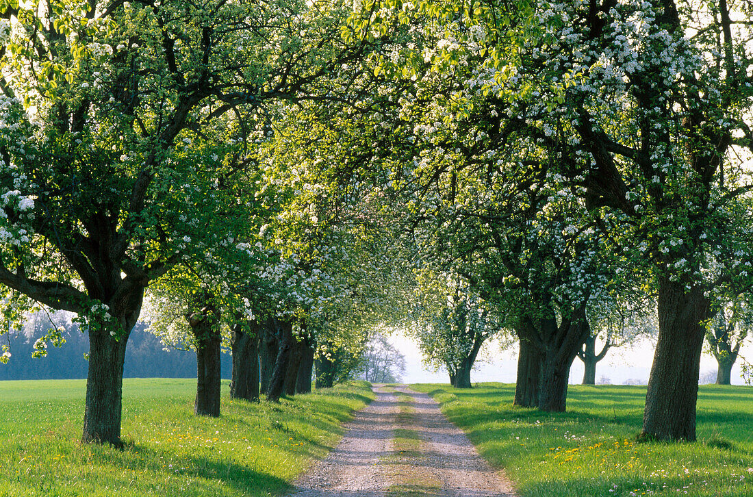 Pear trees and road. Germany