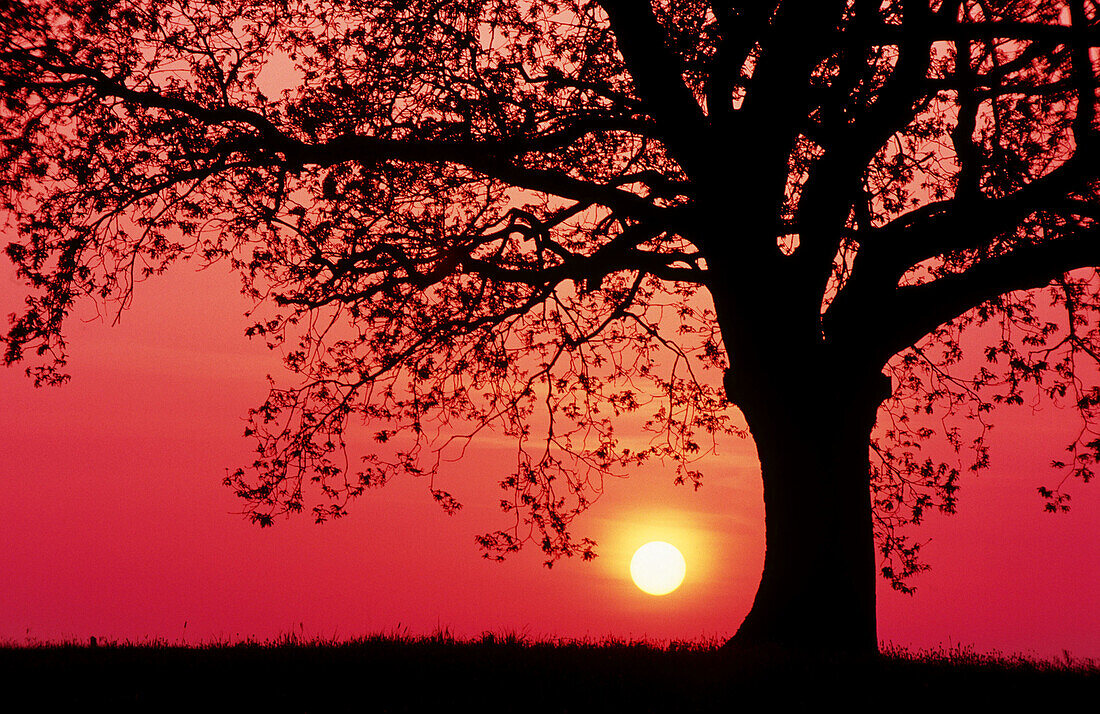 Oak tree at sunset in spring. Germany
