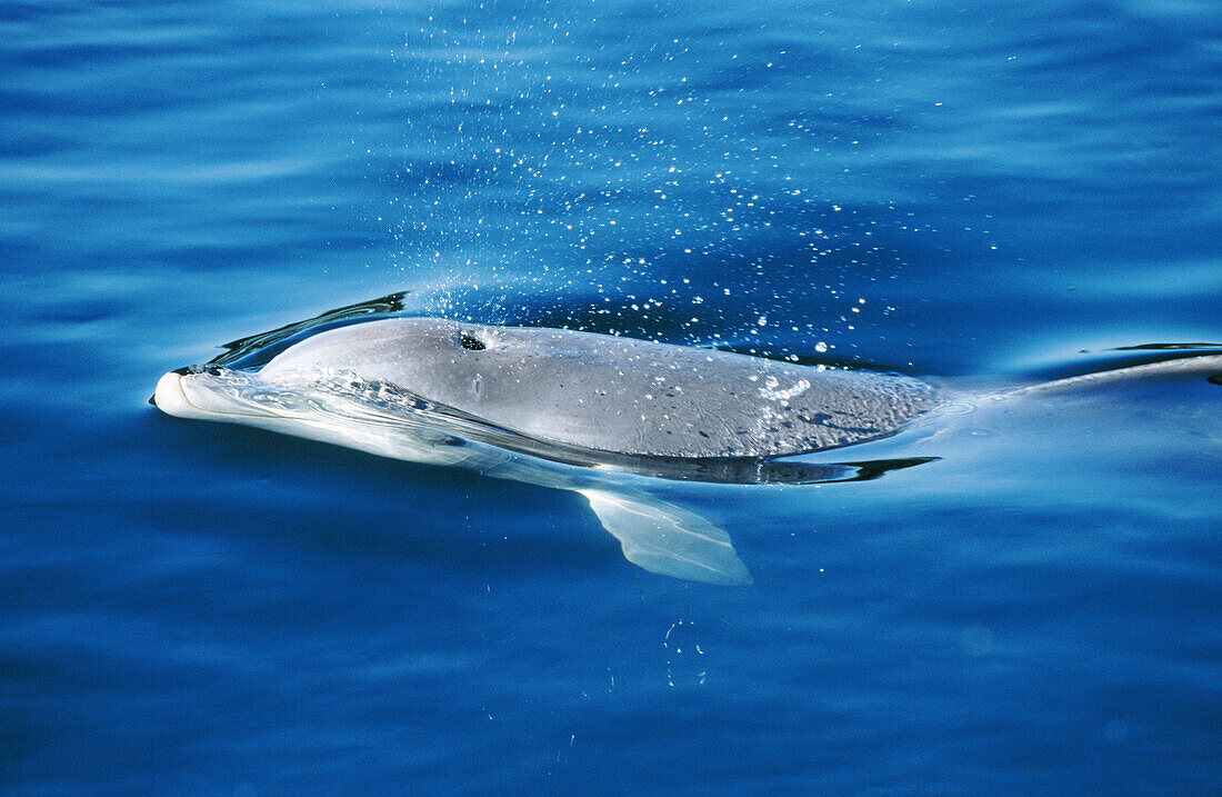 Bottlenose Dolphin (Tursiops truncatus)