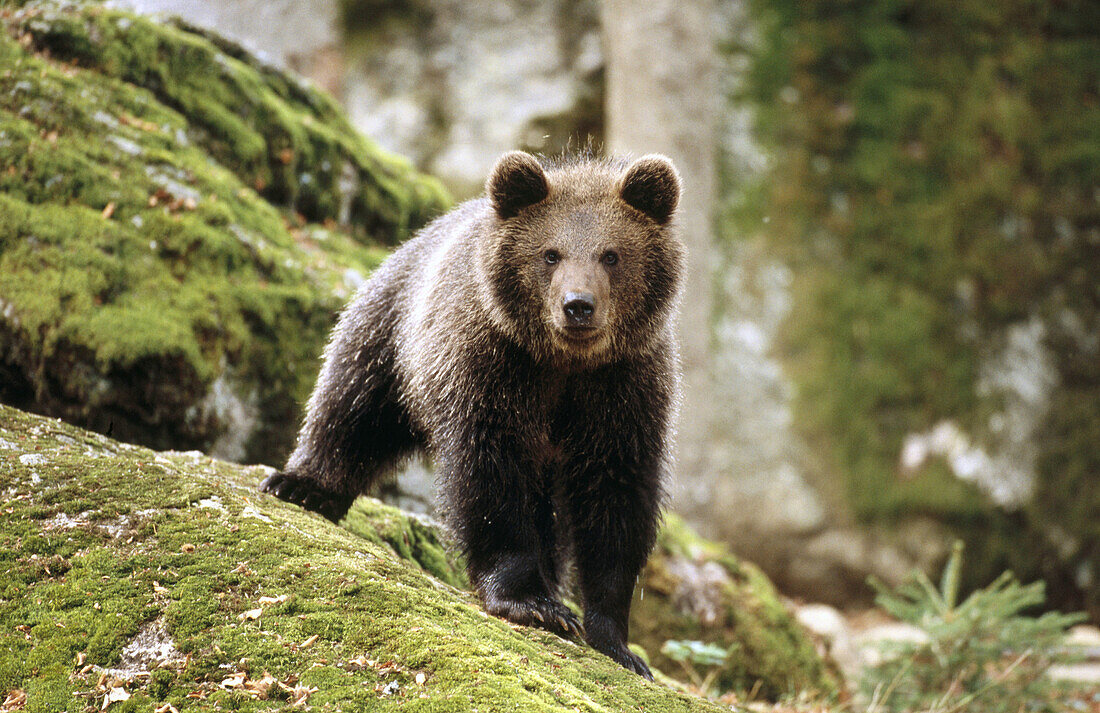 Brown Bear (Ursus arctos)