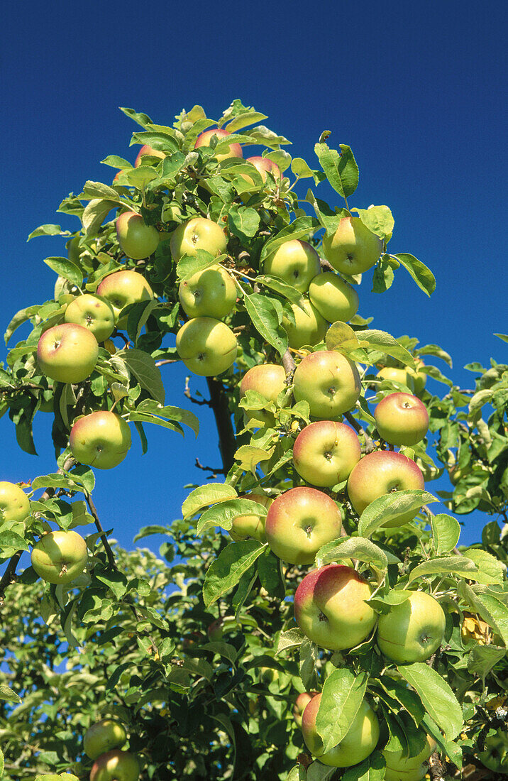 Apple trea with fruit. Germany