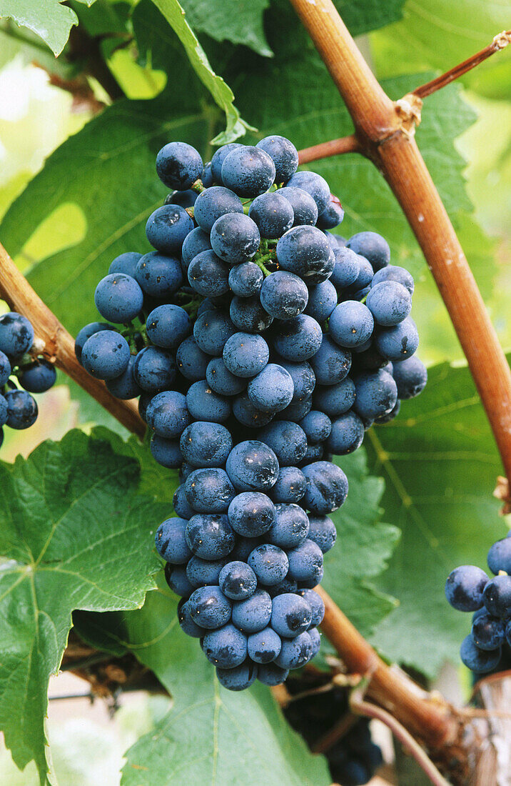 Wine grapes