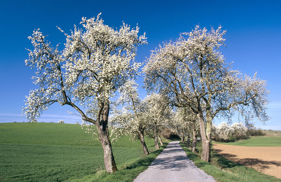Path throug fruit trees. Baden-Württemberg. Germany (april)