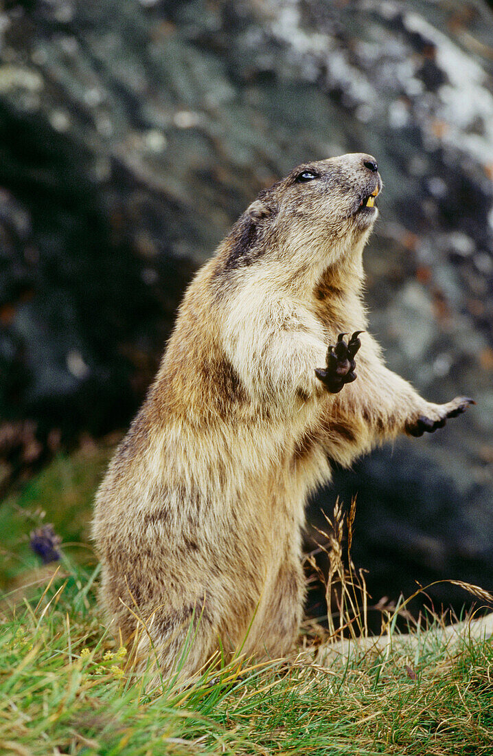Alpine Marmot (Marmota marmota). Austria