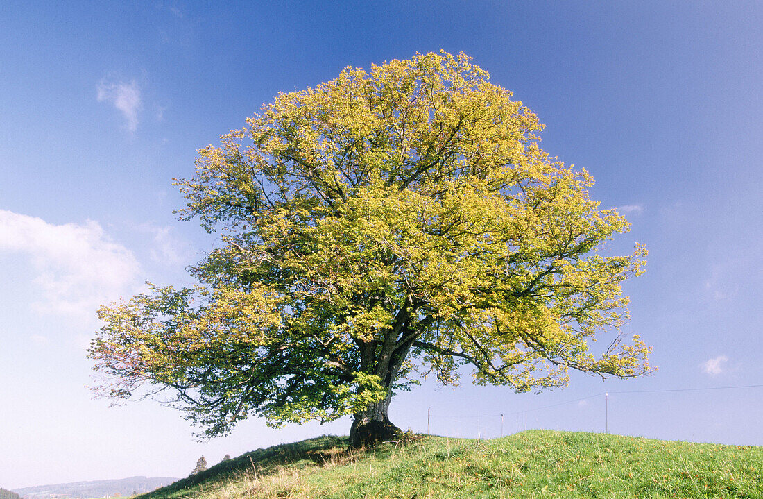 Linden (Tilia Specie). Allgäu, Bavaria. Germany.