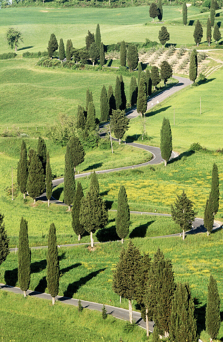 Twinsting road lined with cypress trees. Montepulciano. Siena province. Tuscany. Italy.
