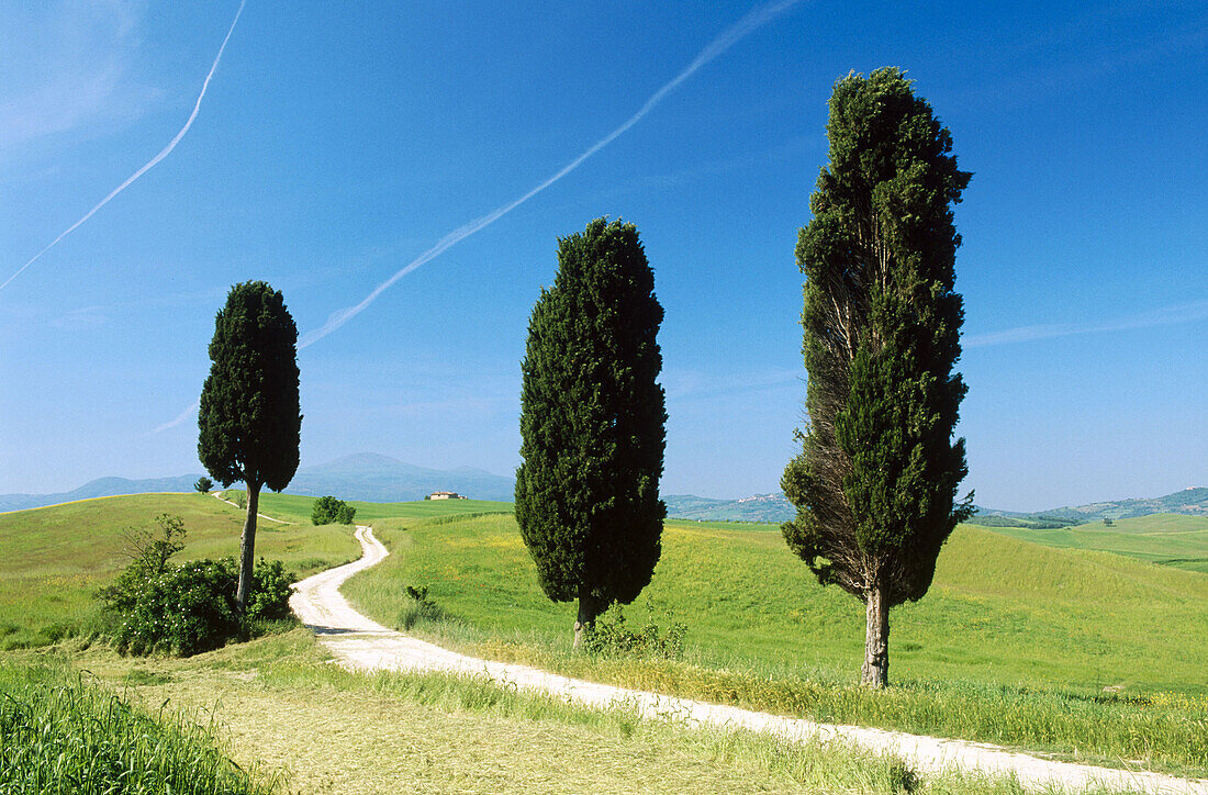 Way with cypress trees near Pienza. Val d Orcia. Siena province. Tuscany. Italy.