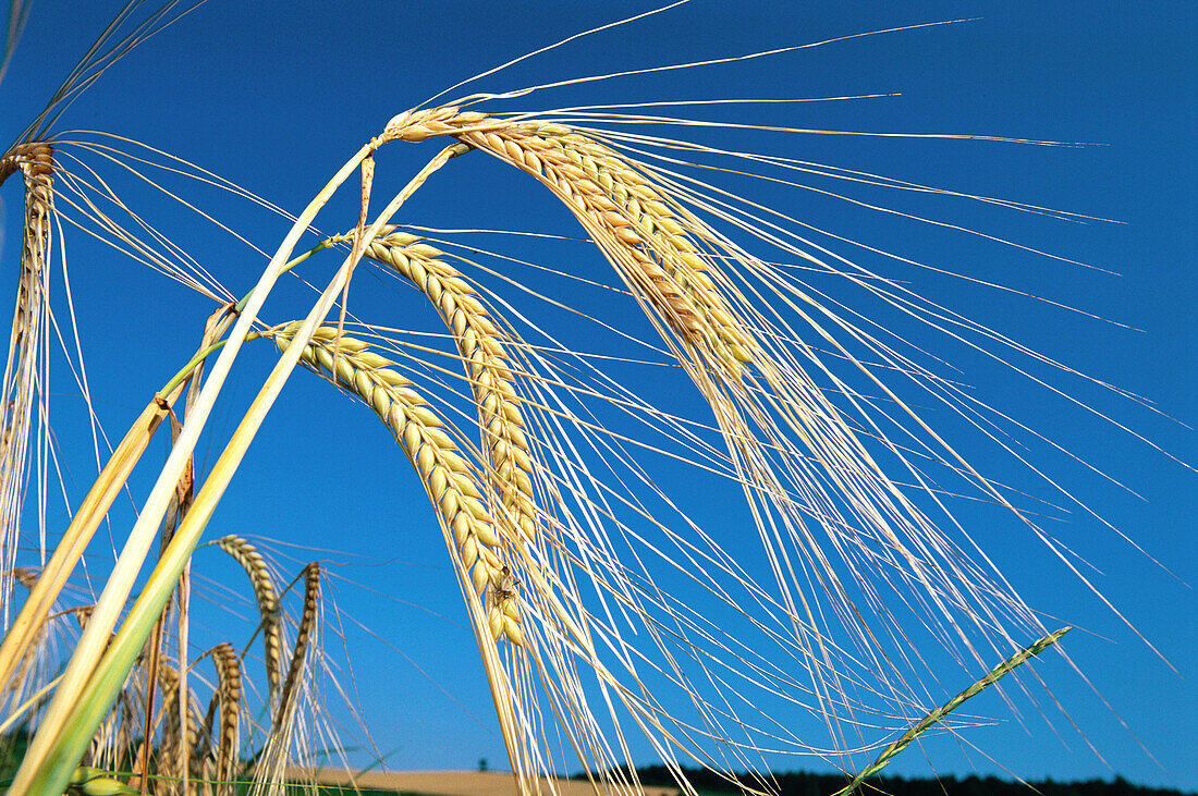 Barley. Bavaria. Germany.