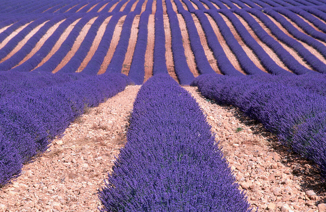 Lavender field. Plateau de Valensole near Valensole. Alpes-de-Haute-Provence. France.