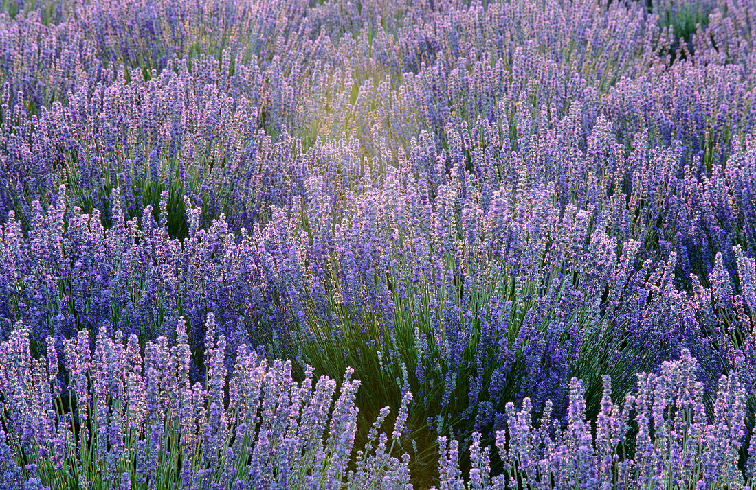 Lavender field. Plateau de Valensole near Puimoisson. Alpes-de-Haute-Provence. France.