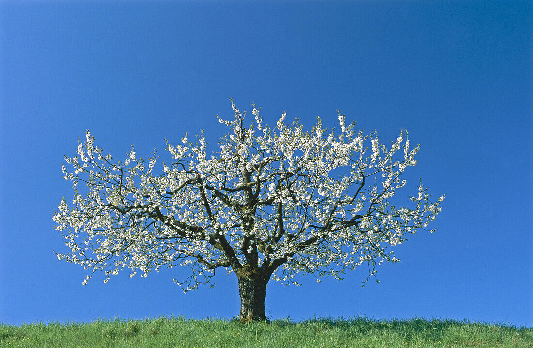 Cherry tree. Lake Constance, Bodensee region. Plantation. Baden-Wuerttemberg. Germany.