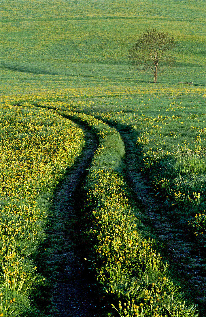 Way in meadow with dandelions. Bavaria. Germany.