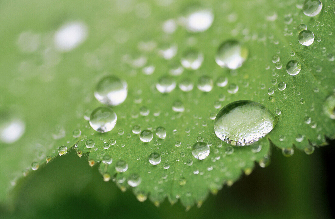 Leaf with raindrops at Lady s Mantle (Alchemilla vulgaris).