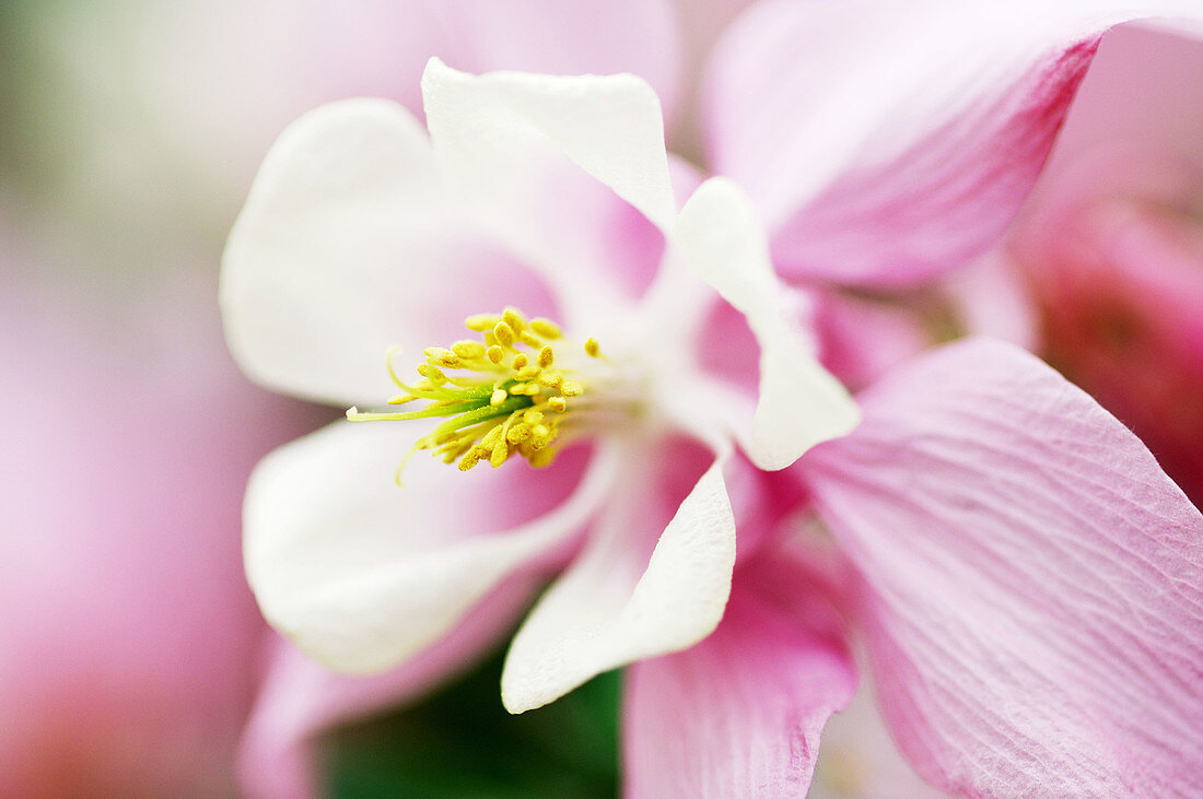 Blüte der Akelei (Aquilegia spec) Keukenhof-Gärten, Niederlande, Europa