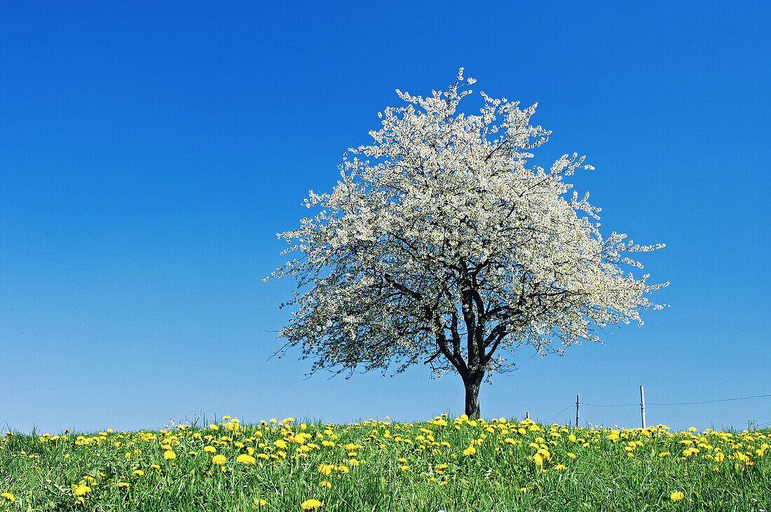 Cherry tree blossoming. Baden-Württemberg (Baden-Wuerttemberg), Germany, Europe.