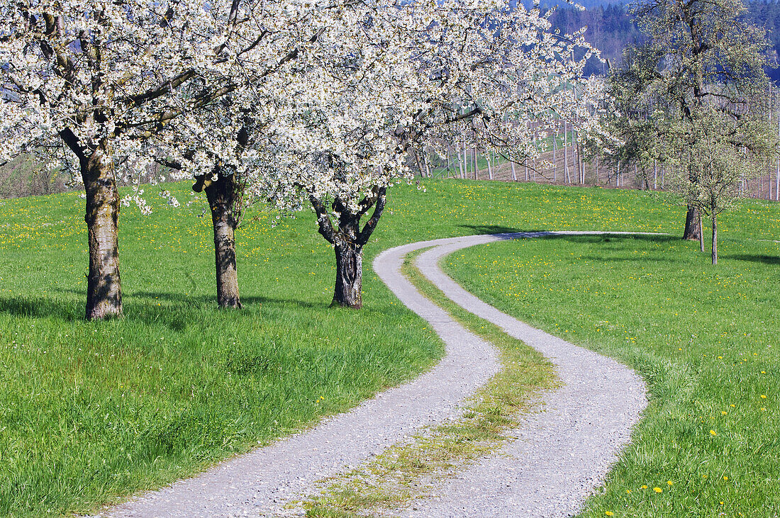 Track through meadows with cherry trees. Lake Constance region, Baden-Württemberg (Baden-Wuerttemberg), Germany, Europe.