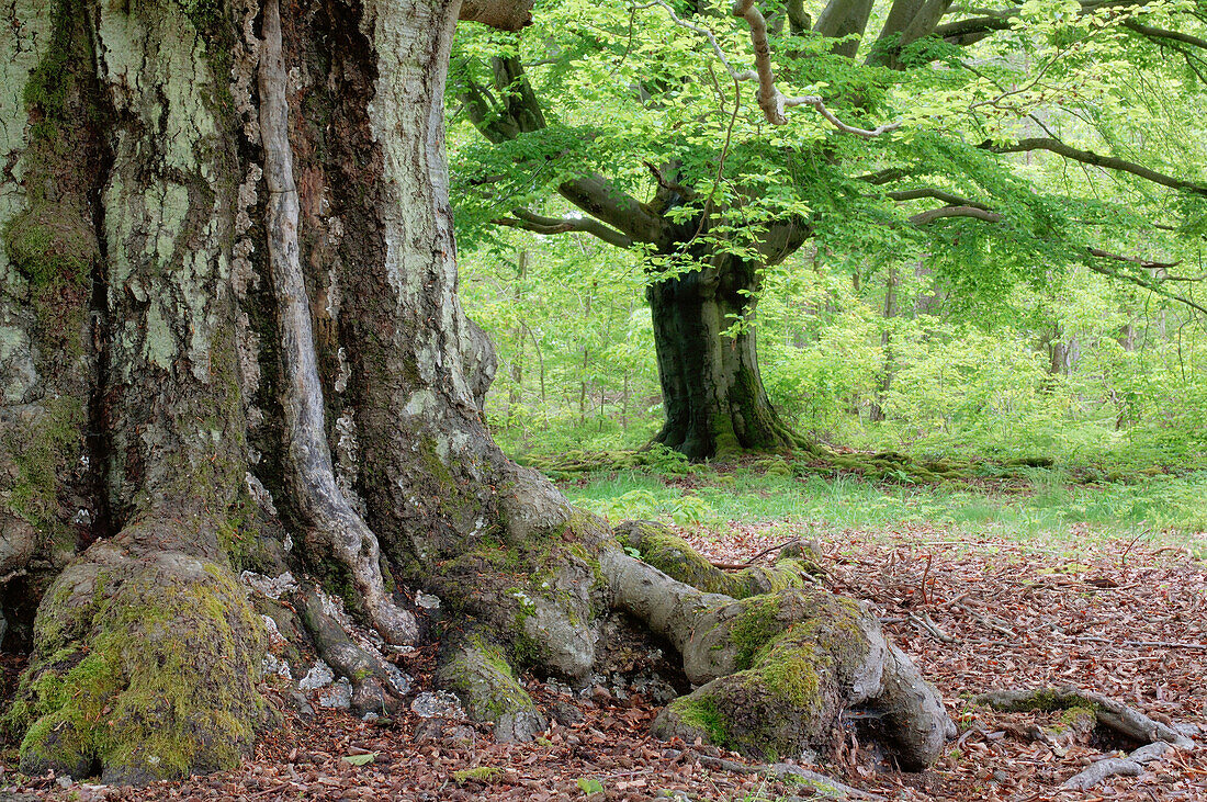 Old beech trees in forest. Kellerwald-Edersee National Park, Hesse (Hessen), Germany, Europe.
