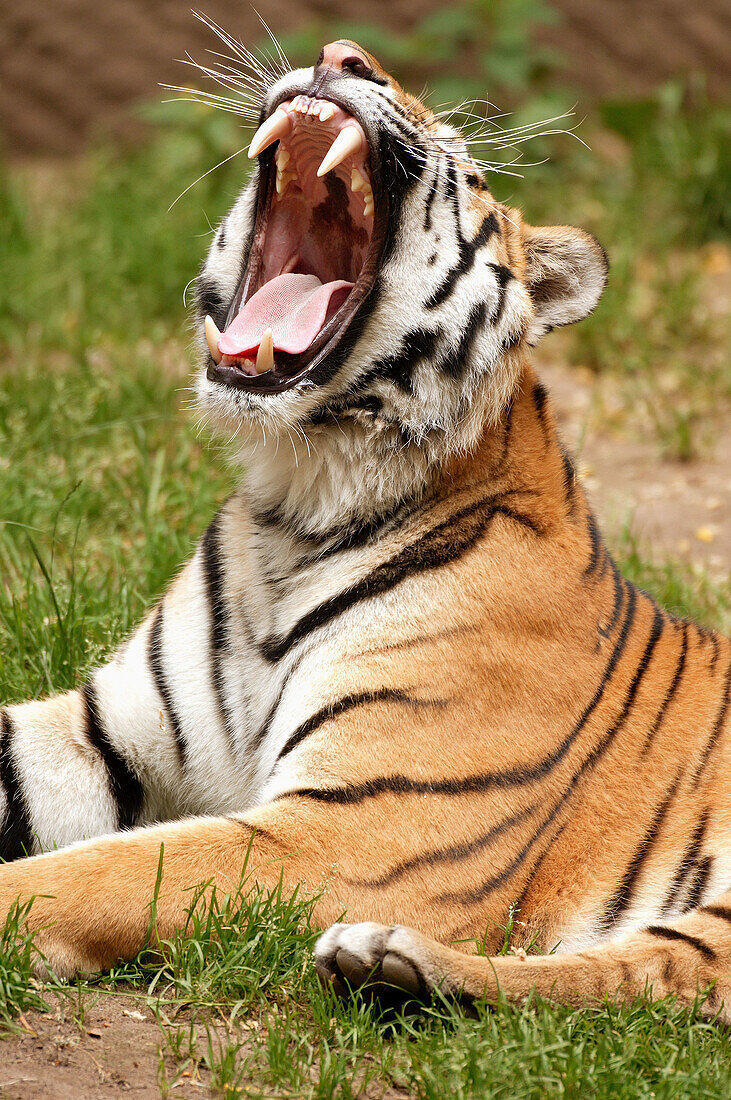 Siberian Tiger (Panthera tigris altaica)