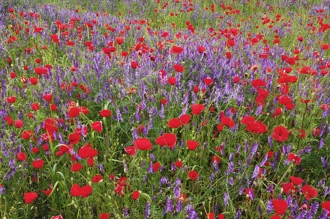 Colourful meadow with Common Poppy (Papaver rhoeas). Bavaria, Germany, Europe.