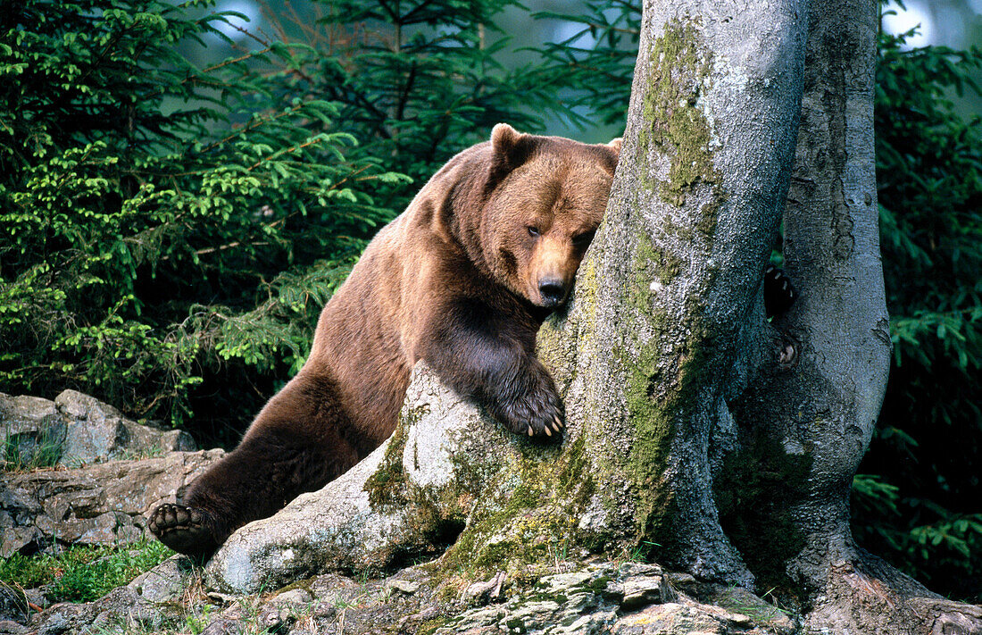 Brown Bear (Ursus arctos)