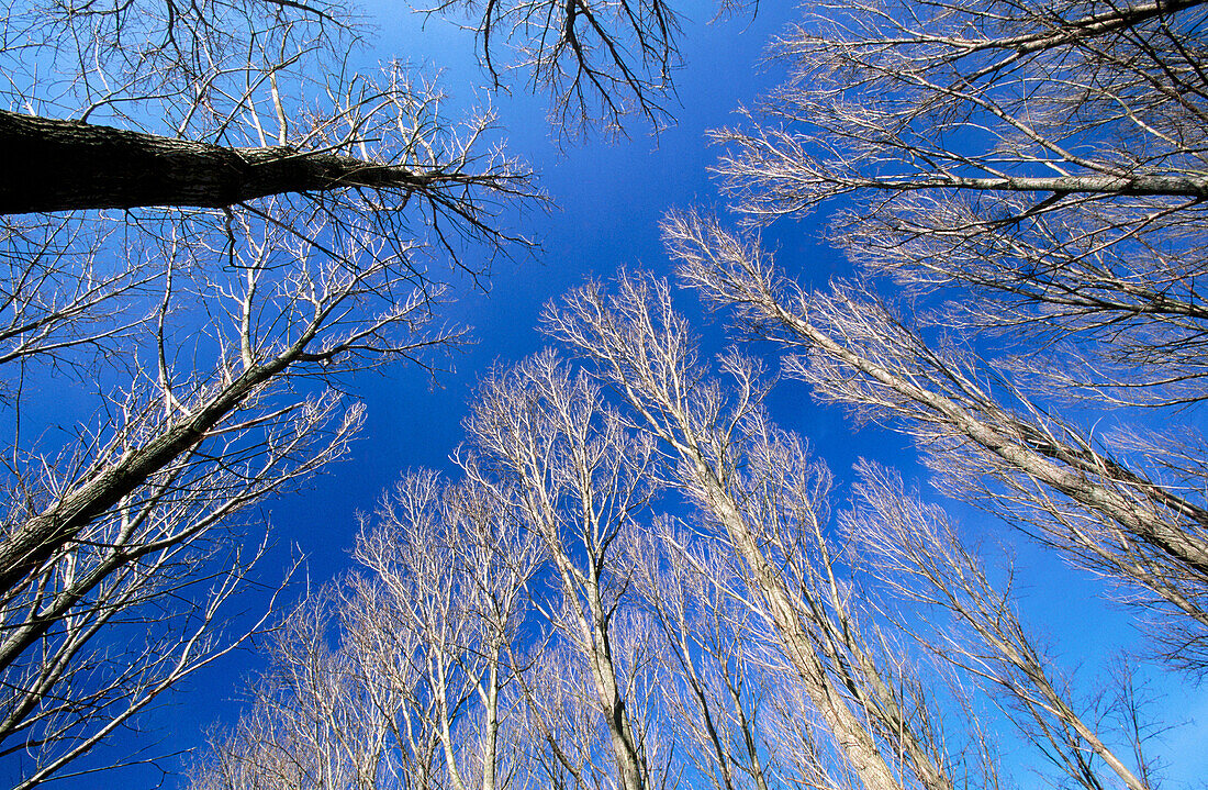 Poplar trees. Germany